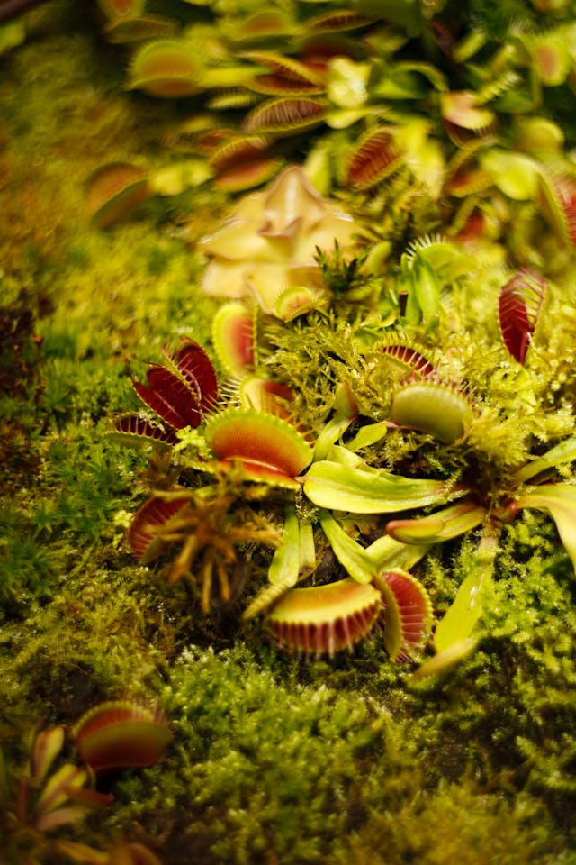 Venus Flytrap Dionaea 'Green Dragon' - Image 4