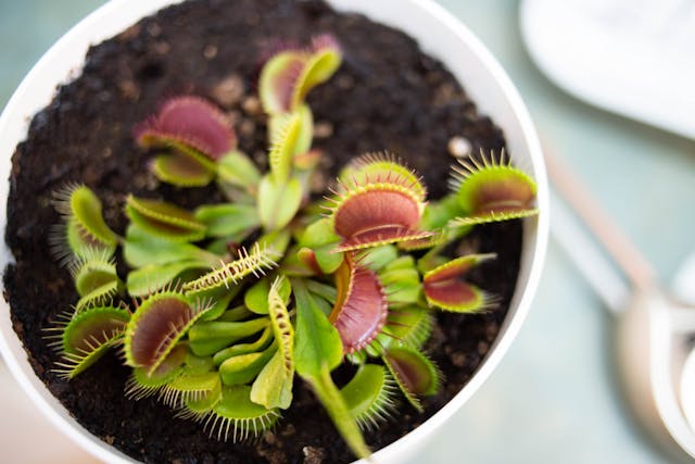 Venus Flytrap Dionaea 'Green Dragon' - Image 2